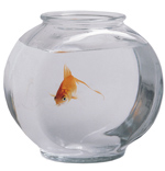 Cute Gifts - Goldfish