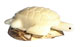 Tagua  Sea turtle with white back