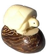 Tagua - Tortuga blanca