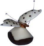 Tagua - Mariposa puntos negros