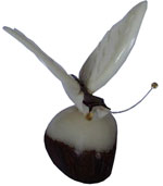 Tagua - Mariposa con alas blancas