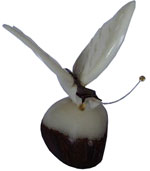 Tagua - Mariposa con alas blancas