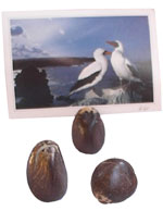 Tagua - porte-photo corce polie